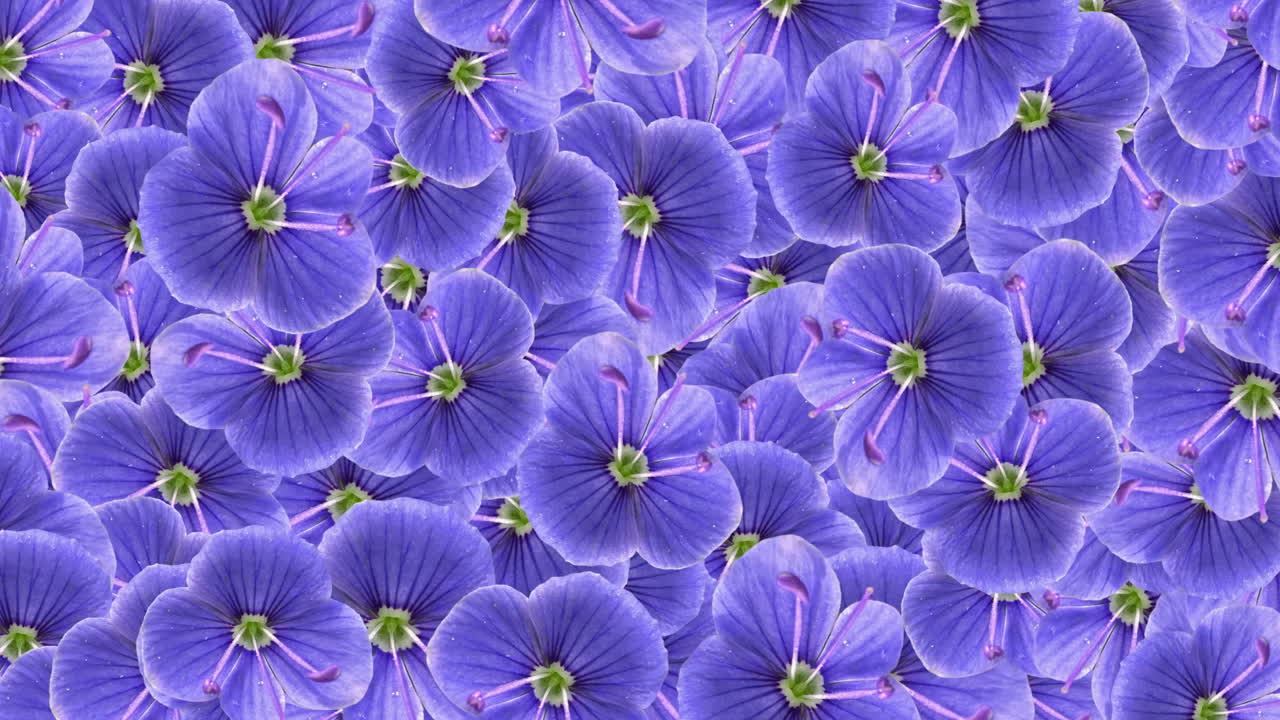 Vibrant Purple Flowers Forming a Seamless Pattern Background
