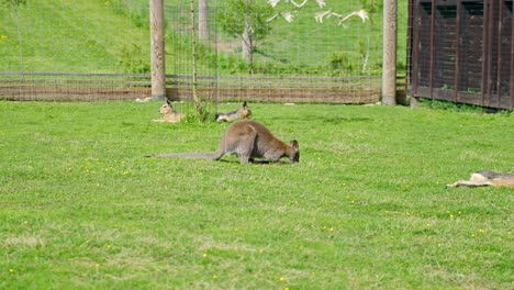 wallaby grazing on green grass inside a fenced animal park enclosure