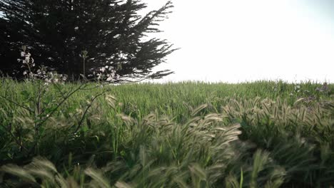 Panoramic-scenic-view-of-a-grass-field-and-a-tree-during-summer-time