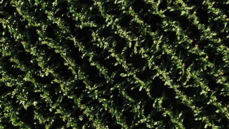 corn aerial: diagonal pattern angle of healthy green stalks of maize