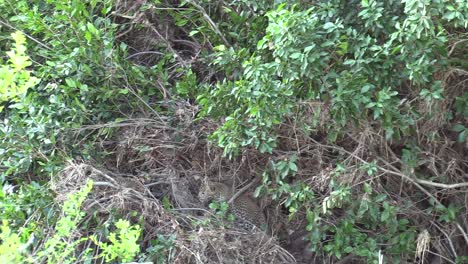 cute tiny leopard cub sneaks up on sibling then pounces, masai mara