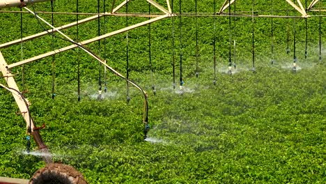 Automatic-GPS-based-sprinkler-irrigation-system-at-work-watering-Cotton-crops,-Aerial-view