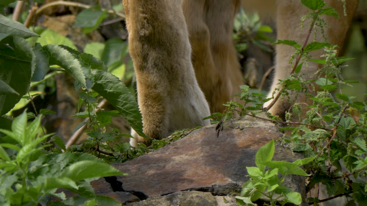 cerca de las patas de un león moviéndose lentamente a través de la densa jungla