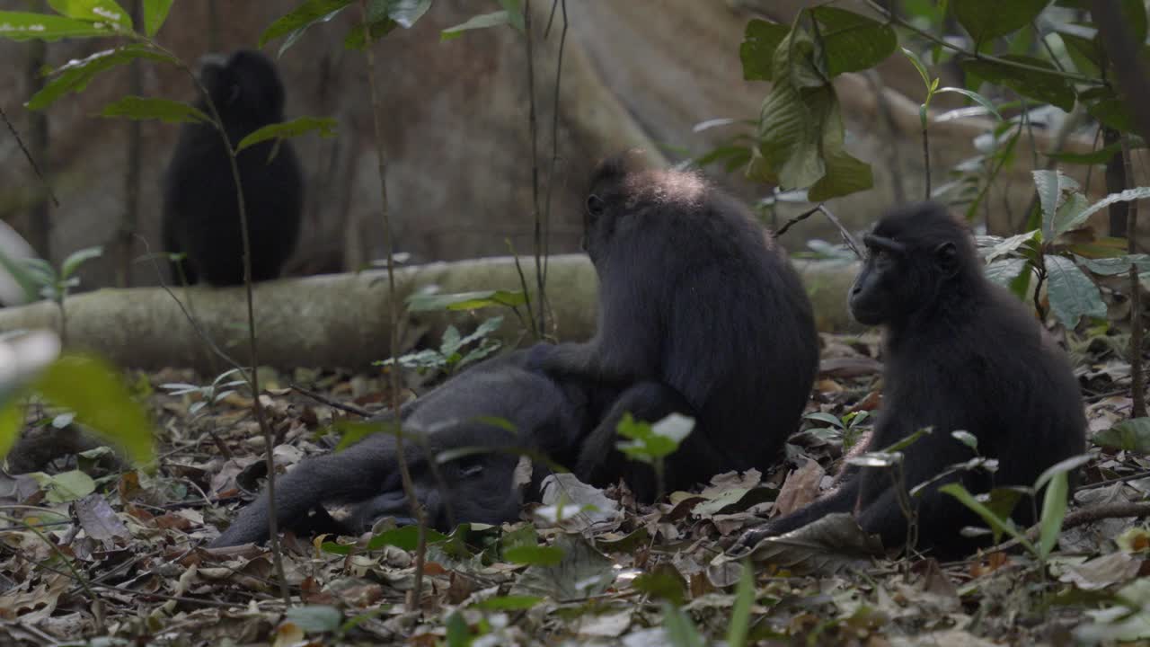 unos cuantos monos sentados en el suelo de la jungla, mirando con curiosidad a su alrededor y comprobándose unos a otros
