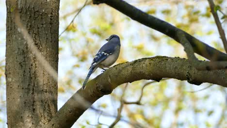 A-blue-jay-perched-on-a-tree-branch,-Ontario,-Canada,-static-medium-shot