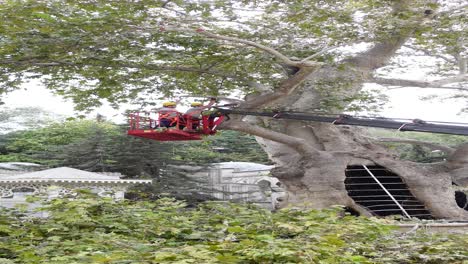 tree trimming by crane in historical park