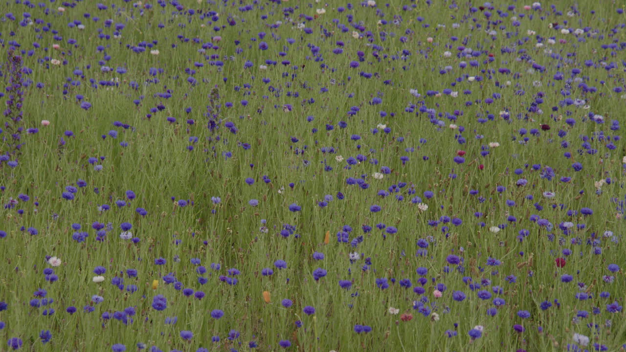 Wide shot of blue cornflowers in grass
