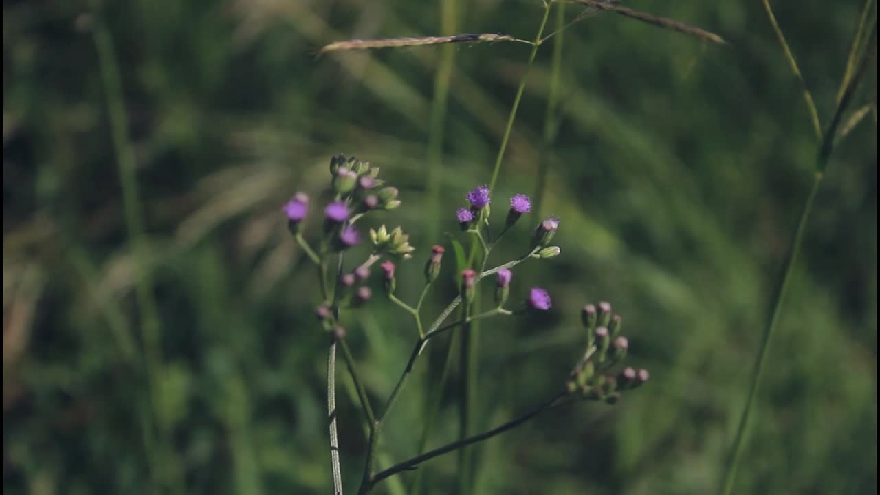 에 있는 보라색 꽃