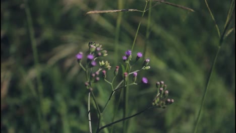 flores púrpuras en un campo