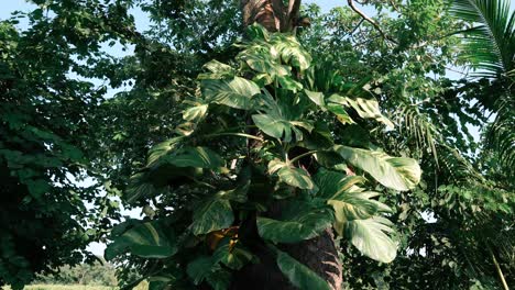 an orbit shot of a creeper plant on a tree trunk in 4k