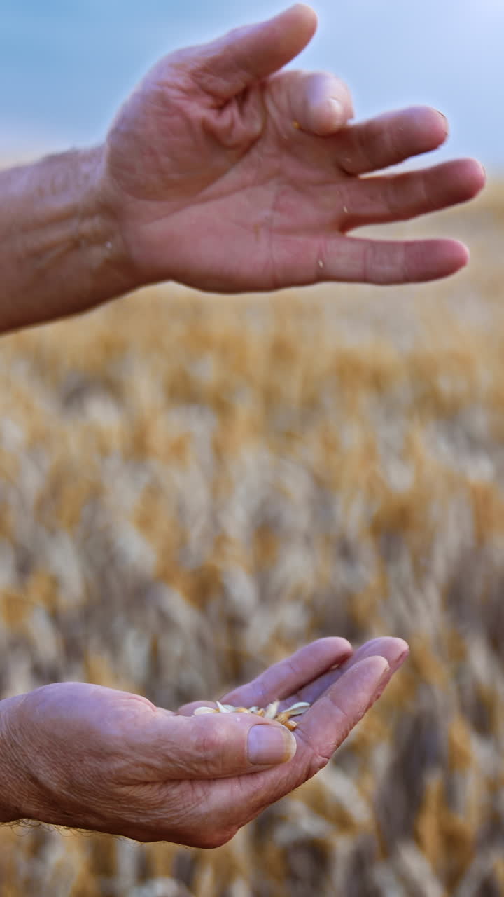 Mãos de Agricultor Segurando Sementes de Trigo em Campo de Trigo