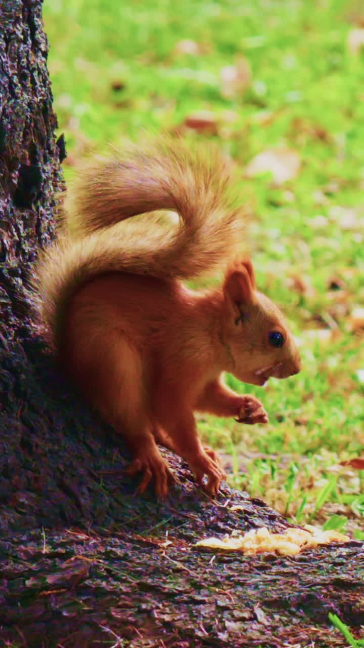 Un curioso scoiattolo intento a cercare cibo sotto un albero, catturato in due fotogrammi che ne rivelano la natura giocosa e la splendida consistenza della pelliccia