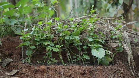 Spinach-plant-growing-in-the-soil,-organic-vegetable-close-up