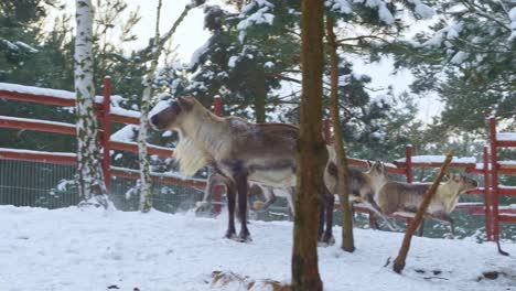 cacerola lenta de renos corriendo en una granja nevada de noruega con una cerca roja