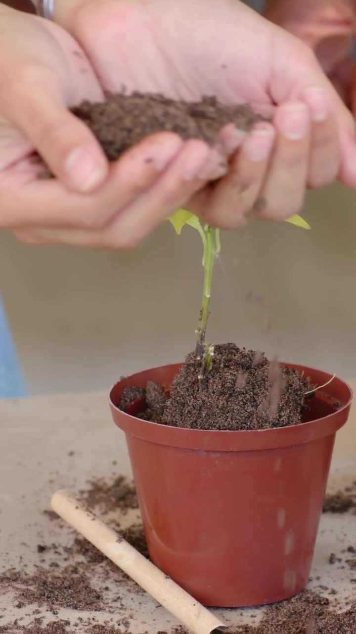 Video verticale: Mani in jeans che raccolgono terra e piantano una piantina in un vaso su un tavolo, fissando lo stelo.