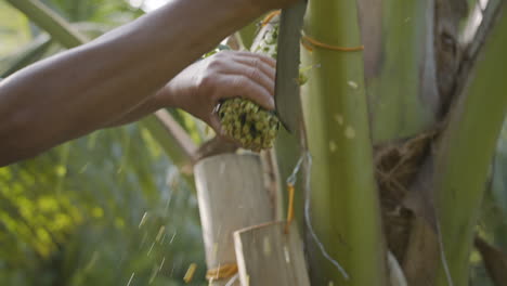 mid shot of man cutting the coconut flower and putting bamboo container for harvest