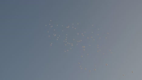 white balloons flying in the cloudless sky.