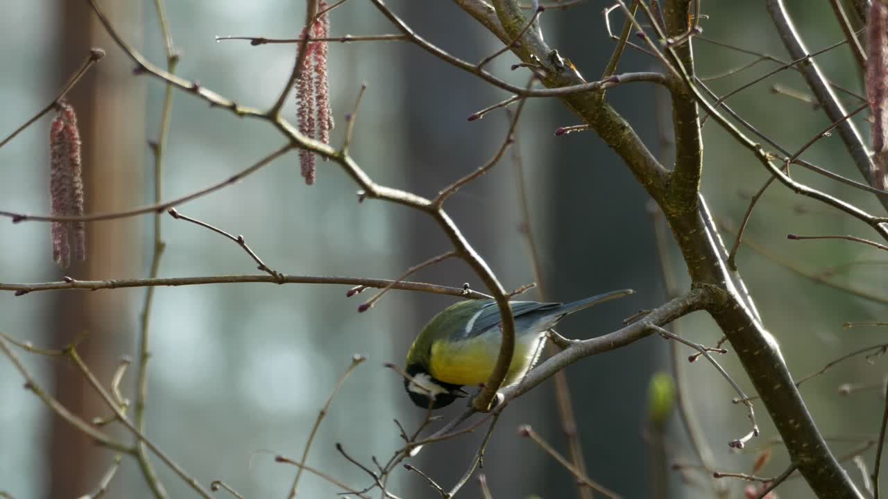 gran pájaro tit sentado en la rama y comiendo semilla de girasol