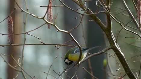 Kohlmeise-Sitzt-Auf-Einem-Ast-Und-Isst-Sonnenblumenkerne