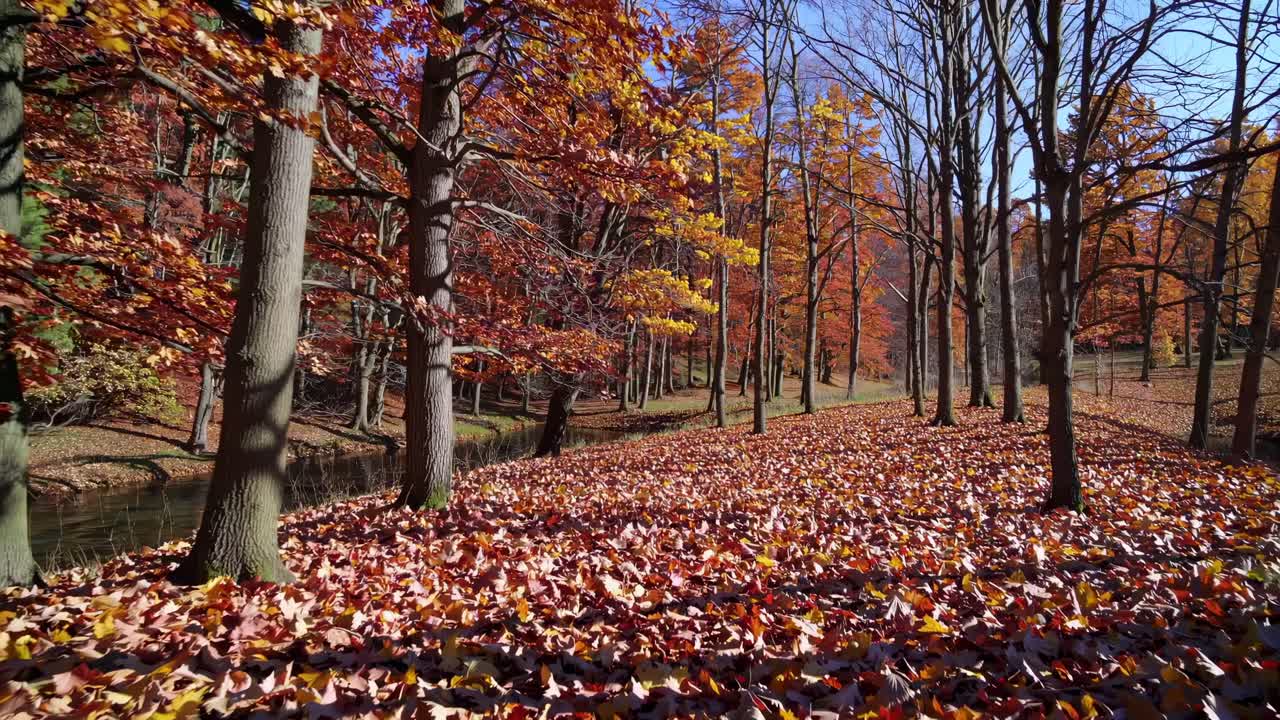 A serene autumn forest scene with fallen leaves, captured in a wide-angle video shot