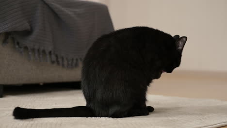 Süße-Schwarze-Katze,-Die-Sich-Zu-Hause-Leckt