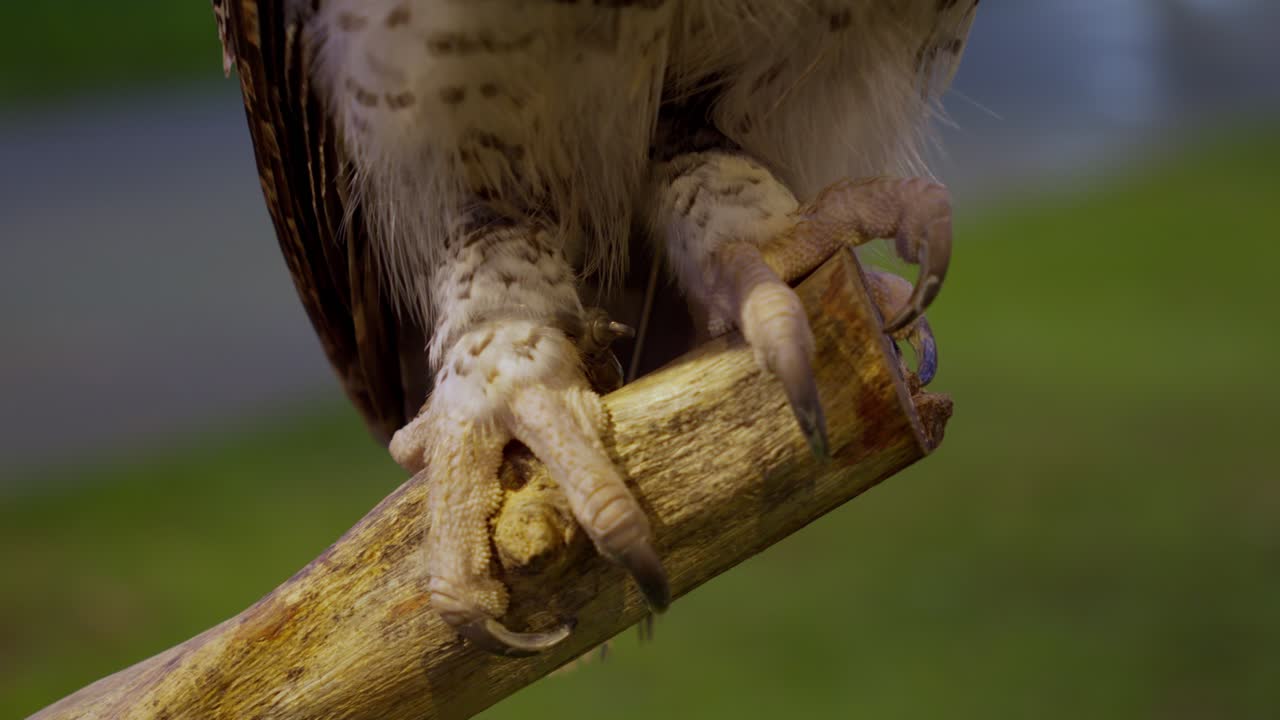Extreme Close-up Of A Perching Claw Of Beluk Jampuk, Barred Eagle-Owl