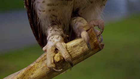 un primer plano extremo de una garra de beluk jampuk, el búho águila barrado