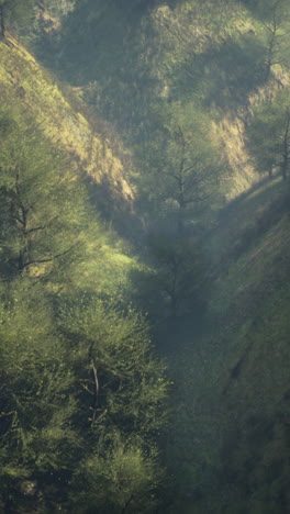 paisaje de bosque brumoso