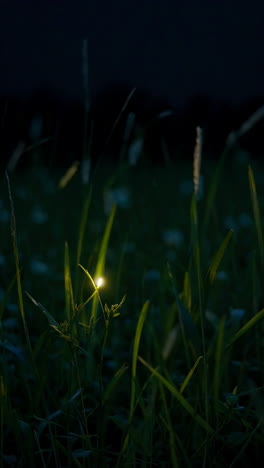 firefly in the grass at night