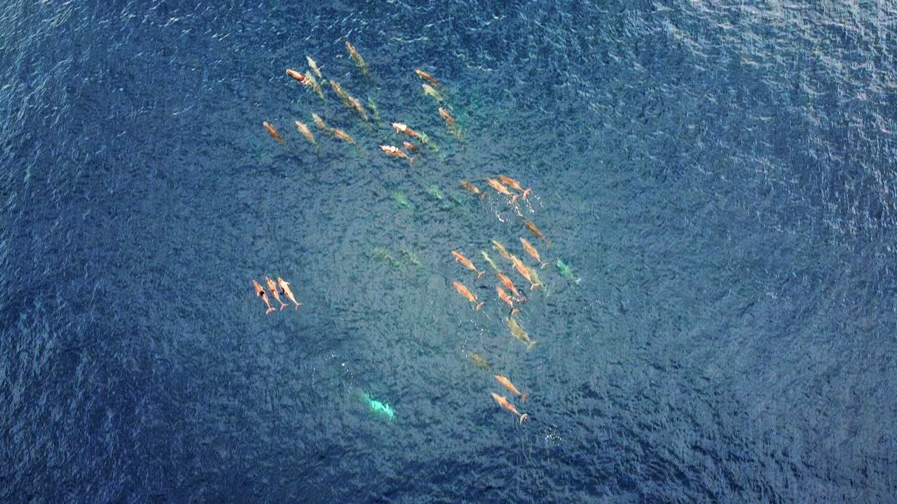 A Large Pod Of Wild Spinner Dolphins Swimming Underwater On The Deep Blue Sea. - top view aerial