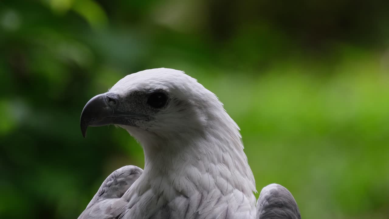 mirando hacia la izquierda como se ve desde su espalda mientras la cámara hace zoom hacia afuera deslizándose hacia la derecha, águila marina de vientre blanco haliaeetus leucogaster, filipinas