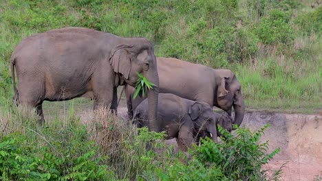 Los-Elefantes-Asiáticos-Son-Especies-En-Peligro-De-Extinción-Y-También-Son-Residentes-De-Tailandia