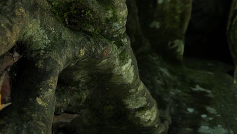 vertical backwards shot of big roots of a big old tree in bali indonesia in a sacred temple