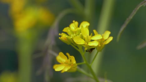 Abeja-Nativa-Australiana-Sin-Aguijón-Recolectando-Néctar-Y-Polen-De-Hermosas-Flores-Amarillas-De-Berro---Polinización---Queensland,-Australia---Enfoque-Selectivo