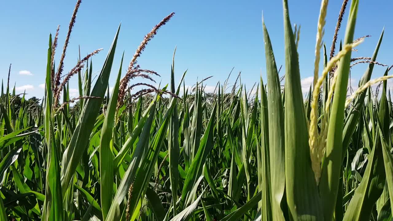 vista estática de las plantas de campo de maíz ondeando en el viento durante un hermoso día claro de verano