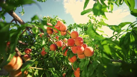 big juicy peaches on the tree. fabulous orchard. magical sunlight. fruits ripen in the sun.