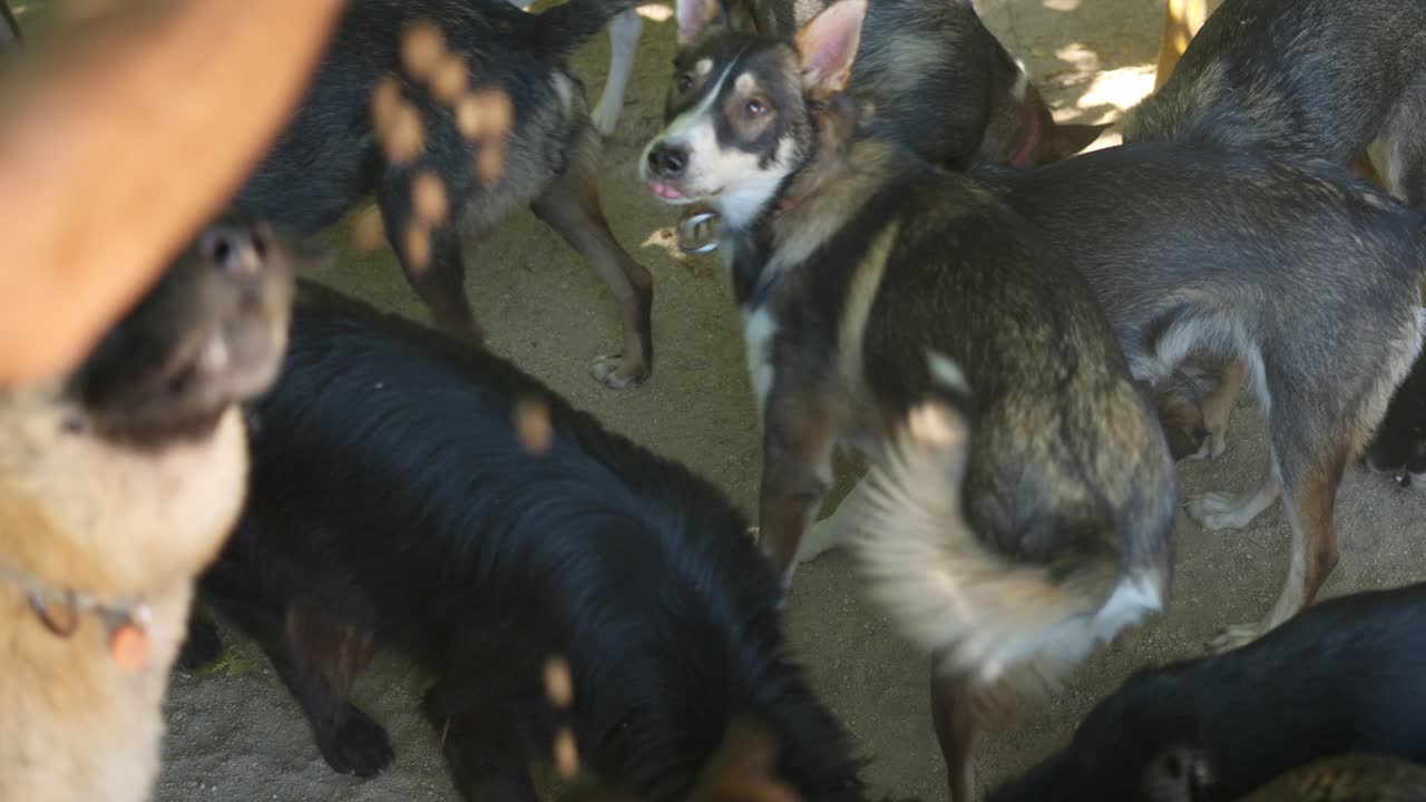Um pacote de cachorros curiosos reunidos ao ar livre