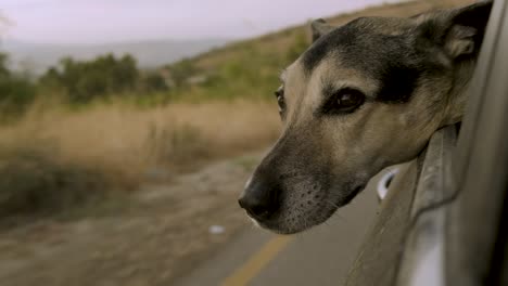 a beautiful german shepherd dog looking through a moving car window