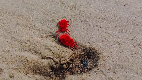 Close-up-slow-motion-view-of-red-true-rain-velvet-mites-trombidiidae-couple-pair-trying-to-burrow-sandy-soil-in-Gambia,-West-Africa