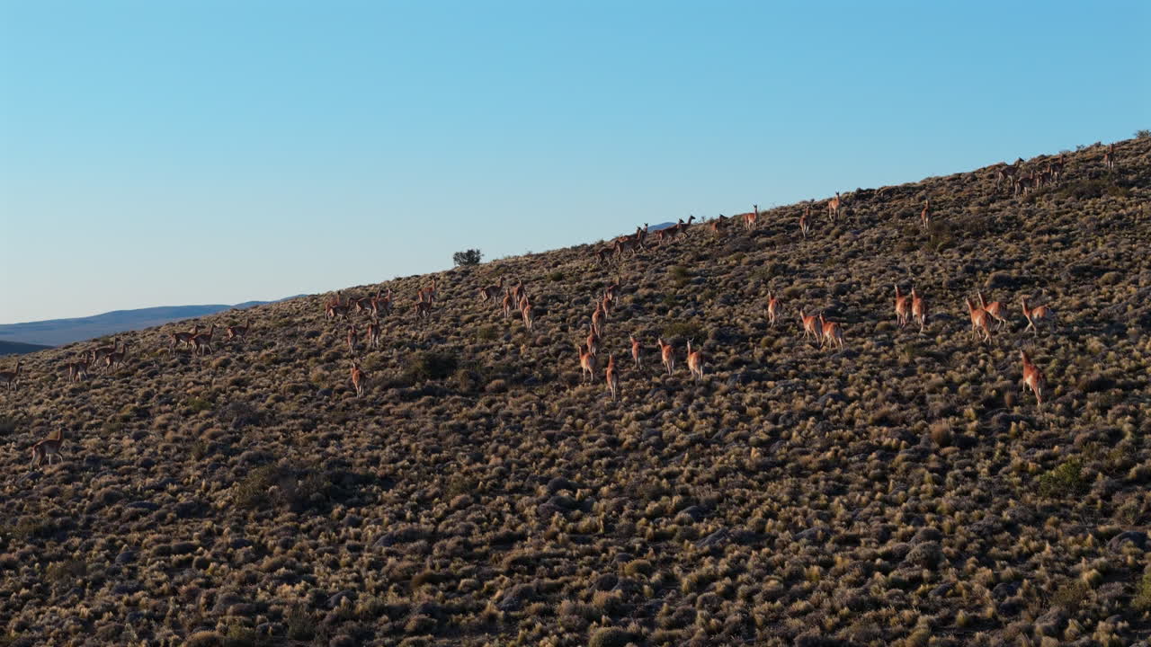 Following a herd of Guanacos in Chubut, Patagonia on a hillside, blue sky, animal wildlife footage, dolly shot forward, copy space