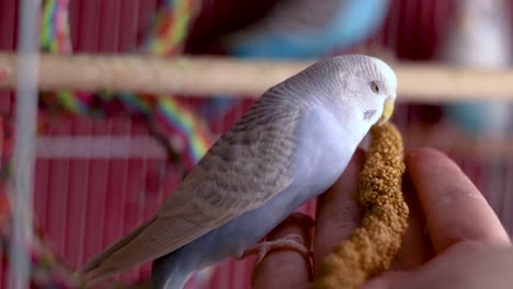 Un-Pequeño-Y-Adorable-Periquito-Azul-Claro-Está-Comiendo-Mijo-De-Mi-Mano