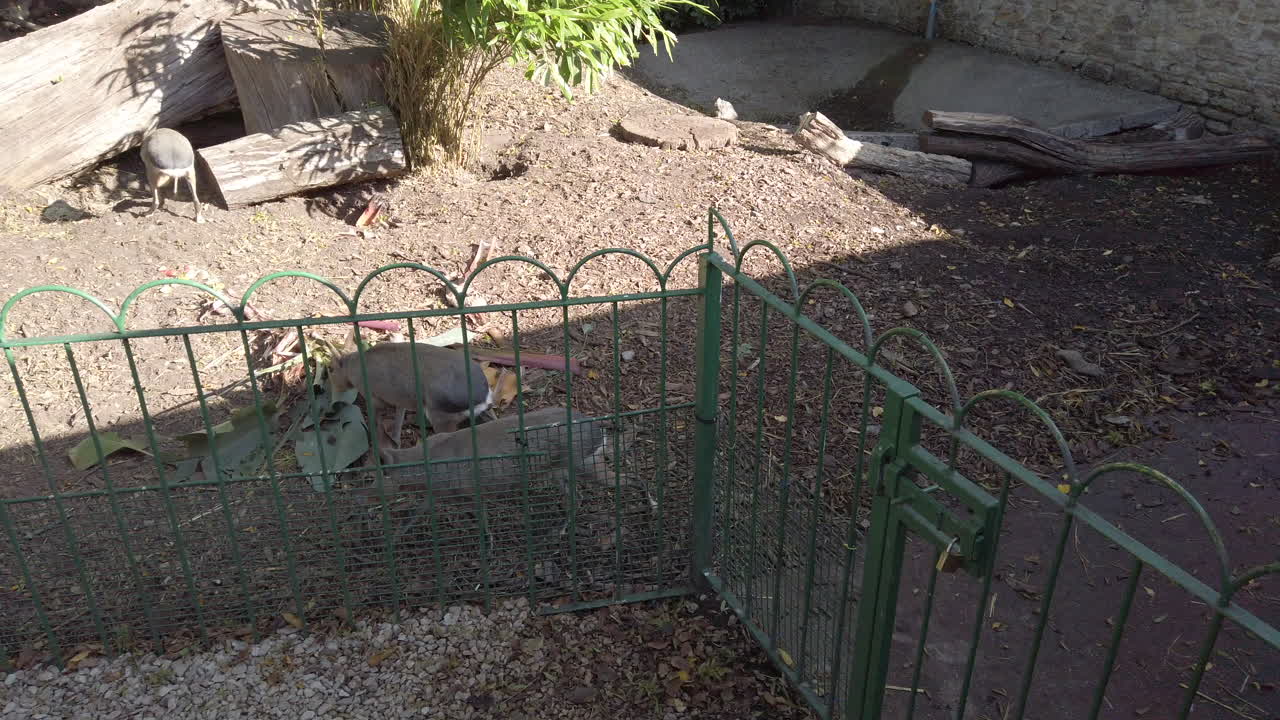 야생 동물 공원의 인클로저에 있는 파타고니아 마라