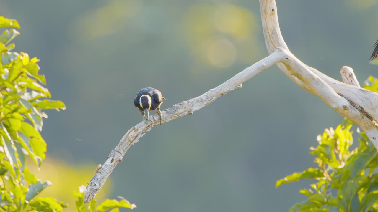 아침 햇살에 사냥하는 노란색 터프티드 딱따구리 한 쌍, 한 마리는 땅벌레를 떨어뜨린다