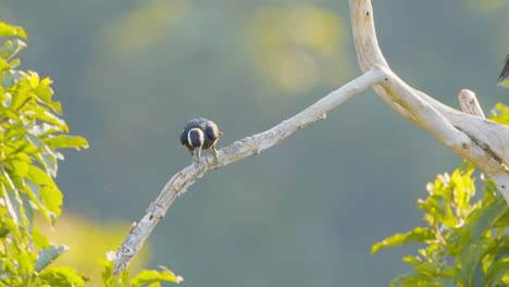 Pair-of-Yellow-Tufted-Woodpeckers-seen-hunting-in-the-morning-light,-one-drops-a-grub