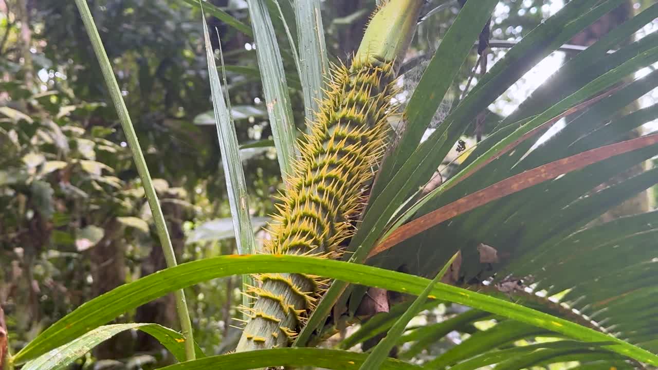 A detailed view of a spiky palm stem surrounded by lush green foliage in a rainforest setting