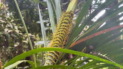 a detailed view of a spiky palm stem surrounded by lush green foliage in a rainforest setting