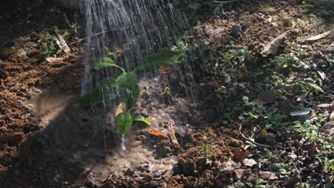 watering a newly planted tree in a citrus grove, close up