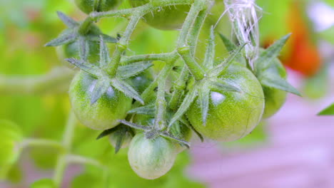 manojo de tomates verdes en una planta autoestable