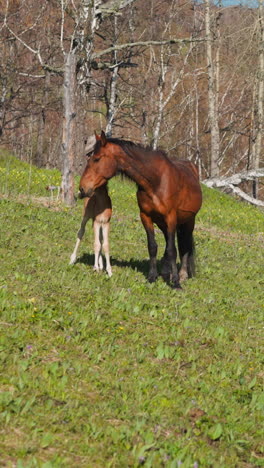 cute suckling foals with dams run along lush meadow on hilly pasture slow motion. stud horses with colts graze on glade near autumn birch forest at sunlight