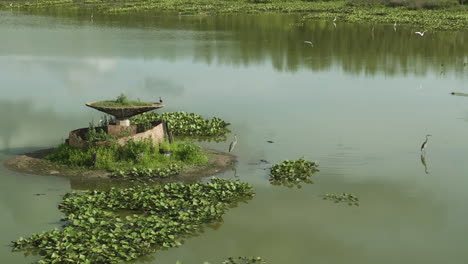 plants grown on disused fountain in spile lake with waterbirds